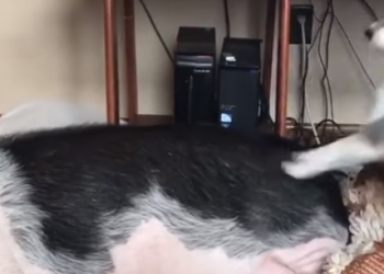 Cachorro não deixa seu amigo porco descansar em paz