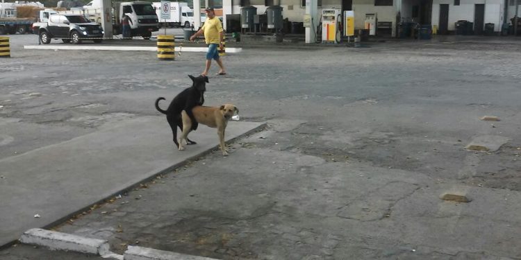 Tudo tranquilo nos postos de combustível. Sem fila.