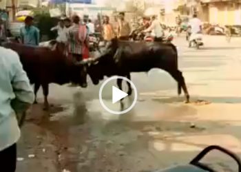 Que bêbado gosta de uma encrenca todo mundo sabe! Mas querer apartar briga de touro já é demais!