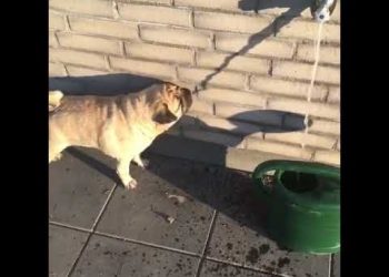 Cachorro Pug bebe água da sombra