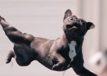 Cachorro em câmera lenta