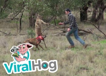 Homem dá soco em canguru e salva cão em apuros