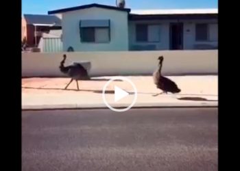 Pênalti para o Corinthians