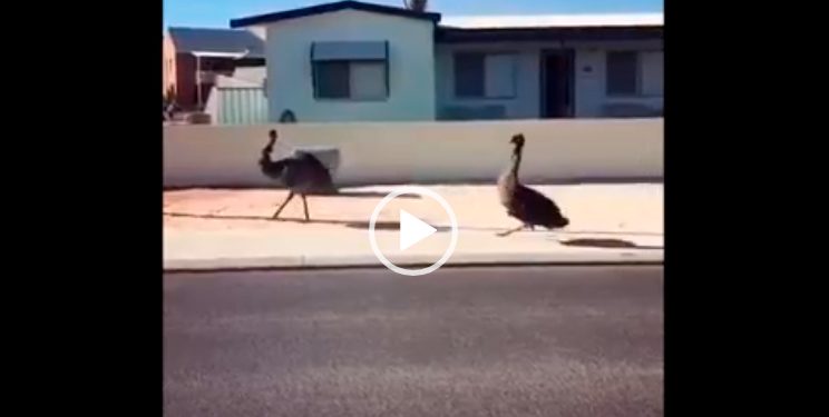 Pênalti para o Corinthians