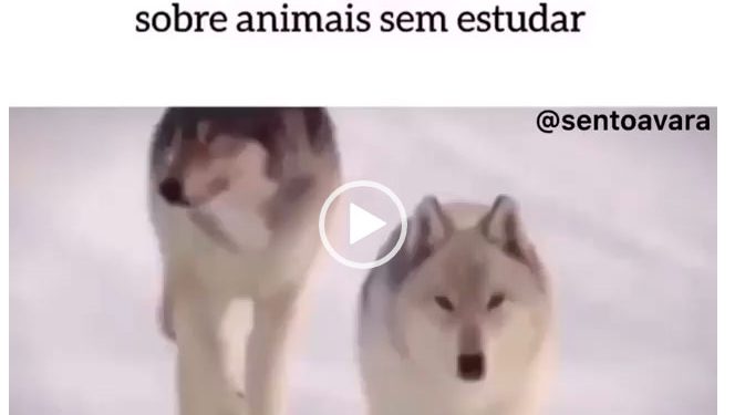Quando você vai apresentar um trabalho sobre animais sem estudar.