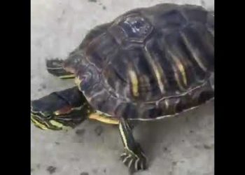 Tartaruga Skatista. Olhem a alegria dela wwooooww