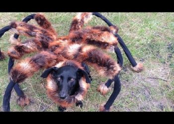 Pegadinha do Cachorro Aranha!