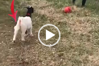 Cabrito imita Neymar em jogo de futebol