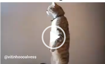 Quando os vizinhos estão brigando