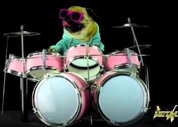 Cachorro Pug tocando bateria – Enter Sandman do Metallica
