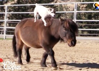 Cachorro que adora andar de cavalo