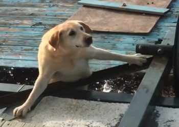 Cachorros x Água – Momentos Engraçados