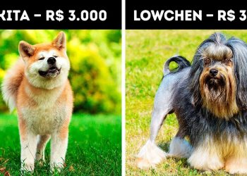 20 cachorros mais caros do mundo