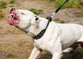 6 raças de cães mais perigosas