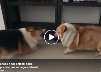 Cachorros: Esses dois irmãos se odeiam, mas se amam.