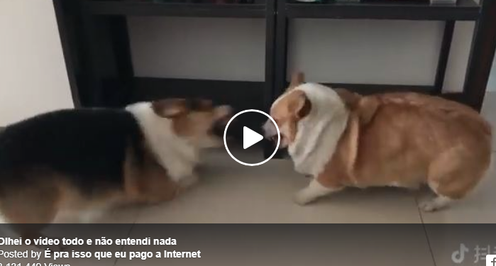 Cachorros: Esses dois irmãos se odeiam, mas se amam.