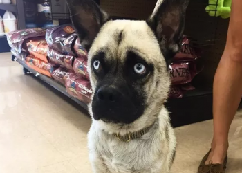 Pugs e outras raças. O que acontece quando há o cruzamento?