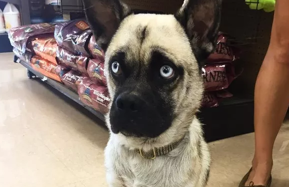 Pugs e outras raças. O que acontece quando há o cruzamento?