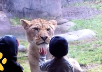 Crianças no zoológico. Situações engraçadas