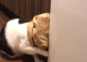 Este gatinho viu uma sacola… e se meteu em ~altas confusões~