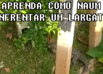 Jamais enfrente um Lagarto