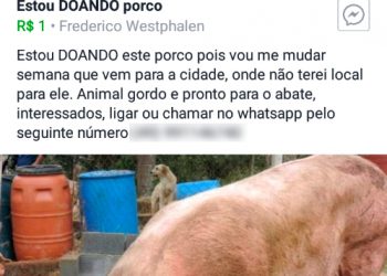 Doação de Porco no Facebook com telefone de contato do amigo. Olha essa pegadinha hahaha