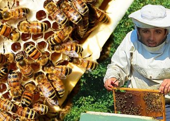 Como é feito o Mel?