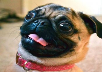 Pug – Tente não RIR com esses videos engraçados de cachorros da raça PUG