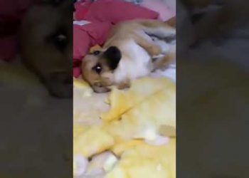 Cachorro Chico destruindo o quarto