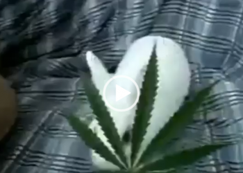 Pra quem ainda acha que a maconha não é prejudicial a saúde... Veja isso!!!