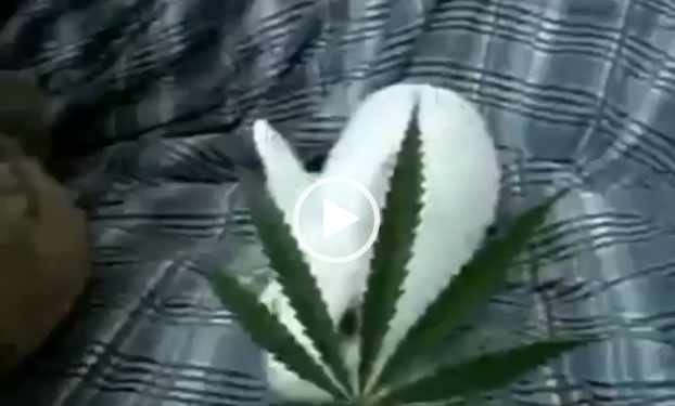 Pra quem ainda acha que a maconha não é prejudicial a saúde... Veja isso!!!