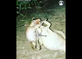 Briga de sapo narrada por Galvão Bueno