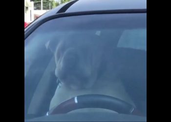 Cachorro fica preso dentro de carro e buzina até seu dono abrir a porta