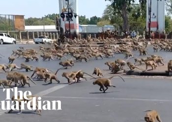 Macacos famintos brigam por comida, enquanto o coronavírus atinge o turismo na Tailândia