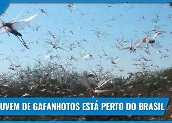 Nuvem de gafanhotos na Argentina está próxima do Brasil