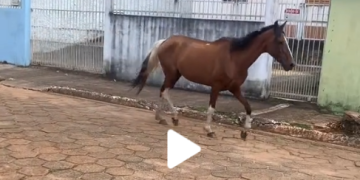 imitando cavalo